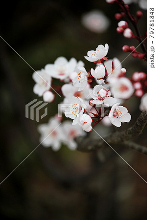 ベニバスモモの花 79781848