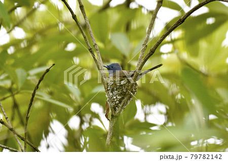 鳥 野鳥 バーディー 79782142