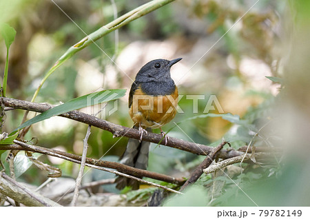 鳥 野鳥 バーディー 79782149