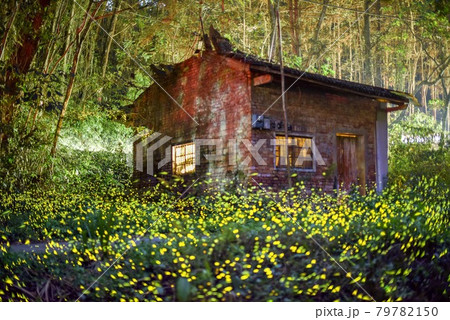 林 森 樹林 79782150