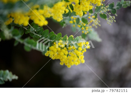 パールアカシア 79782151