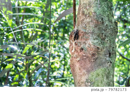 Nest of wild stingless honey bee named kelulut on tree trunk at Taman Negara National Park, Malaysia Nest of wild stingless honey bee named kelulut on tree trunk at Taman Negara National Park, Malaysia 79782173