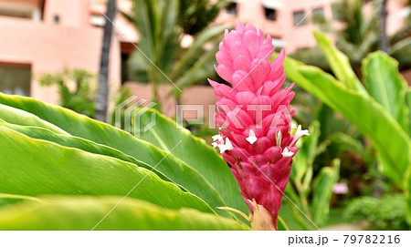 ハワイの休日 ハワイの休日 79782216