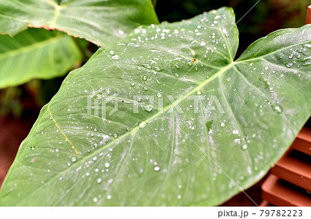 ハワイの休日 79782223