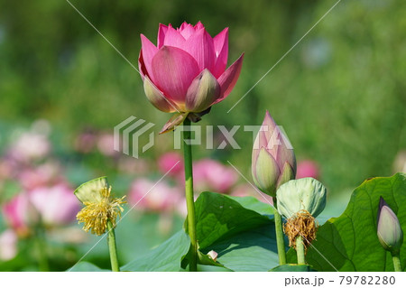 万 蓮 花 79782280