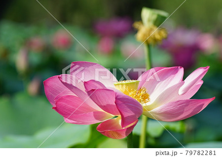 万 蓮 花 79782281