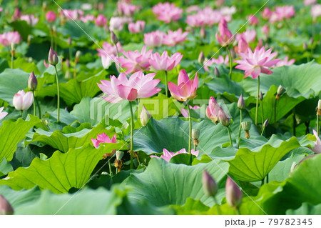 万 蓮 花 79782345