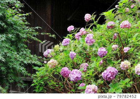 満開のアジサイ　横浜市　興禅寺 79782452
