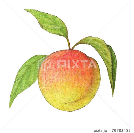 葉つき梅の実 水彩色えんぴつ画のイラスト素材 葉つき梅の実 水彩色えんぴつ画のイラスト素材