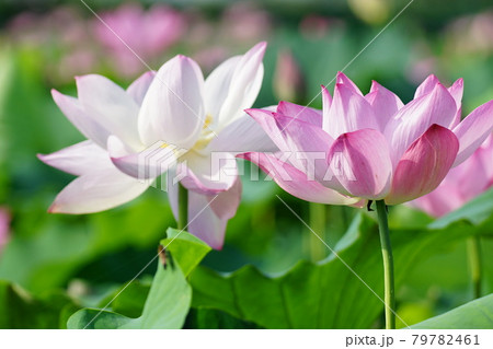 花 蓮 修練 79782461