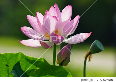 花 蓮 修練 79782480