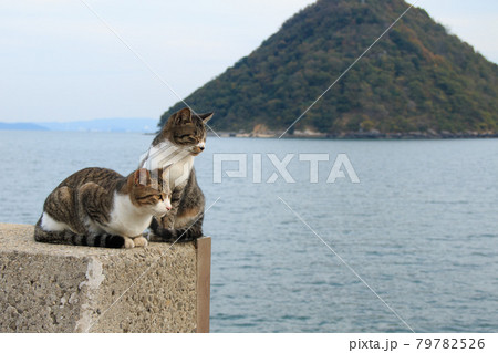 瀬戸内海の島の猫・堤防の上でくつろぐ猫【香川県】 瀬戸内海の島の猫・堤防の上でくつろぐ猫【香川県】 79782526