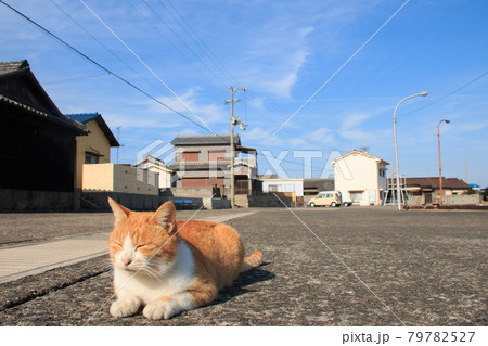 瀬戸内海の島の猫【佐柳島】 瀬戸内海の島の猫【佐柳島】 79782527