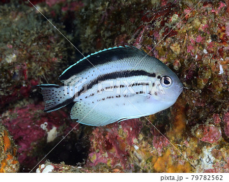 タテジマヤッコの幼魚 79782562