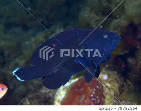 アザハタの幼魚 アザハタの幼魚 79782564