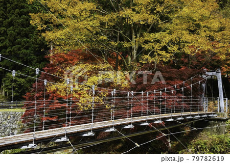 吊り橋、粧う秋 吊り橋、粧う秋 79782619