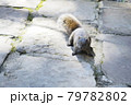 動物 動物学 野生動物 79782802