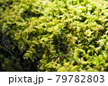 緑色 緑 グリーン 79782803