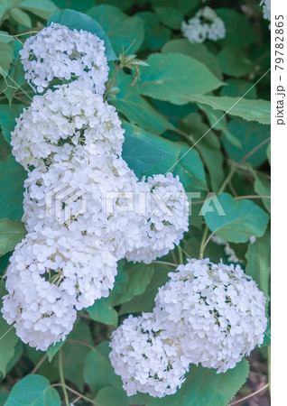 連なる白いアジサイ 79782865