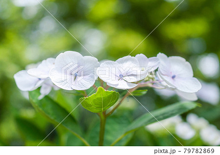 可憐な白いヤマアジサイ 79782869