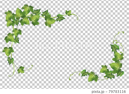 水彩常春藤框架 79783116