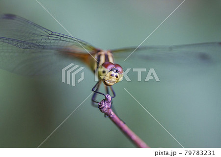 休憩中の赤とんぼ　赤とんぼ　止まり木　トンボ　 79783231