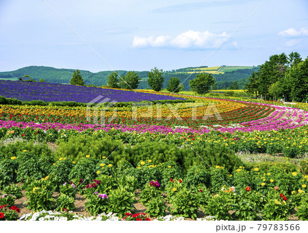フラワーガーデン 79783566