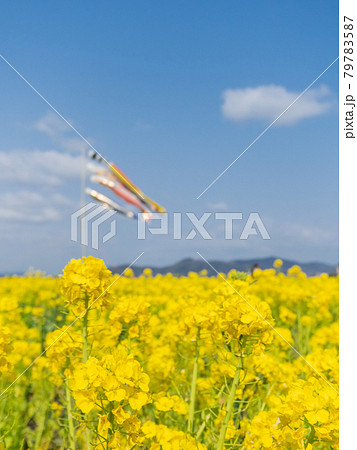菜の花畑とこいのぼり 菜の花畑とこいのぼり 79783587