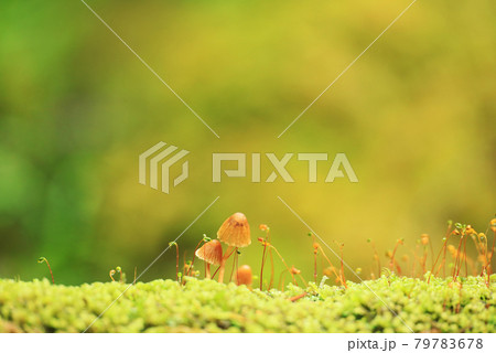 白駒の森のかわいいキノコ 79783678
