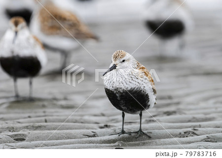 ハマシギ夏羽 79783716