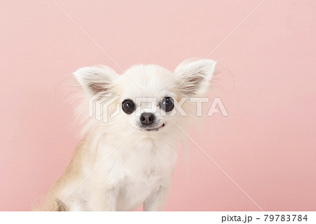 ピンクバックと微笑むチワワのバストアップ 79783784