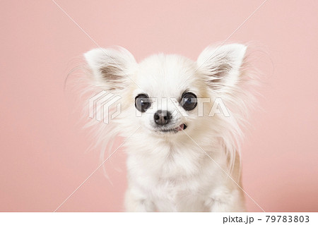 ピンクバックと白いチワワのバストアップ 79783803
