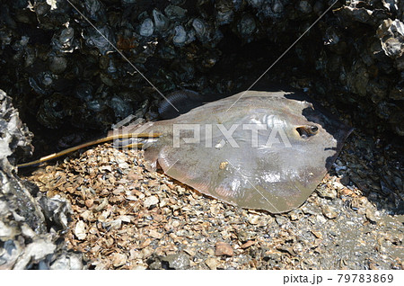 干からびた「アカエイ」（多摩川河口／東京都大田区） 79783869