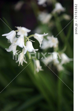 ツリガネズイセンの白い花 79783882