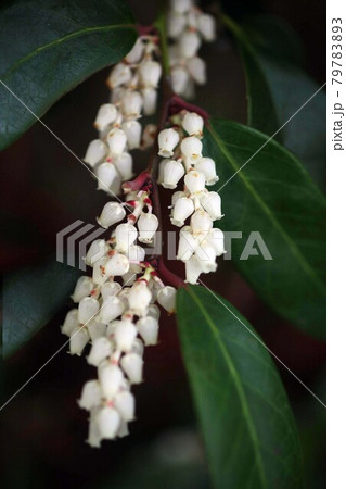 レウコトエアキシラス　白いつぼ形の花 79783893