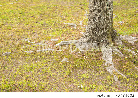 草が一面に生えた場所に生えた木の根元の写真素材