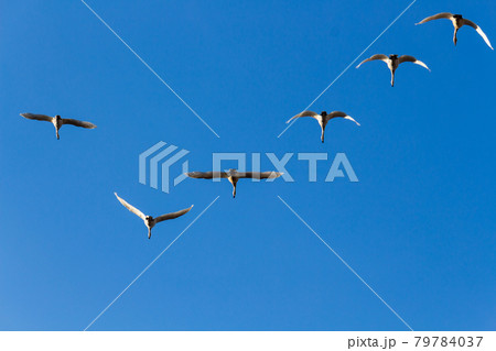 白鳥と冬の青空 白鳥と冬の青空 79784037