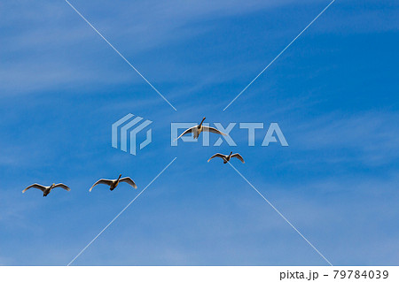 白鳥と冬の青空 白鳥と冬の青空 79784039