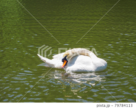 国宝 彦根城の内堀にいる白鳥 79784113