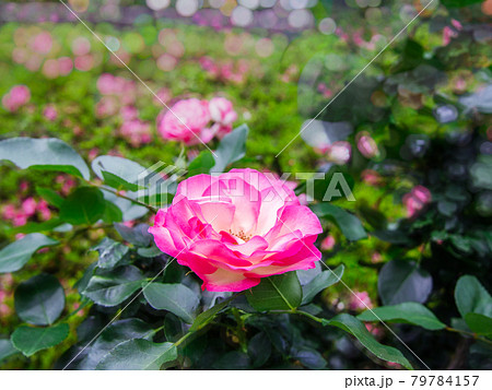 春の庭園に咲くバラの花 春の庭園に咲くバラの花 79784157
