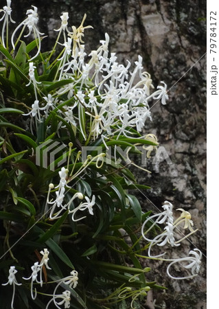 フウラン 79784172