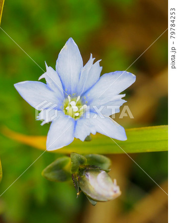 尾瀬・会津駒ヶ岳に咲くミヤマリンドウ 尾瀬・会津駒ヶ岳に咲くミヤマリンドウ 79784253