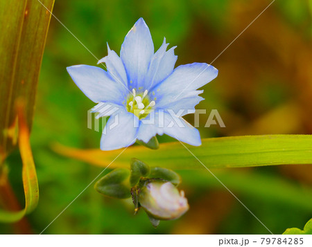 尾瀬・会津駒ヶ岳に咲くミヤマリンドウ 尾瀬・会津駒ヶ岳に咲くミヤマリンドウ 79784285