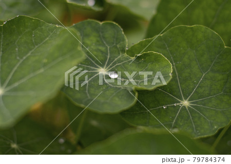 ナスタチウム　Nasturtium　エディブル・フラワー　ハーブ　花　食用花　キンレンカ 79784374