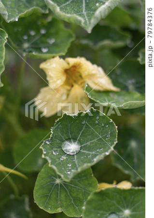 ナスタチウム Nasturtium 水 雨 エディブル フラワー ハーブ 花 食用花 キンレンカの写真素材