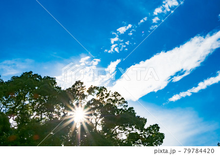 青空に木漏れ日の輝き 79784420