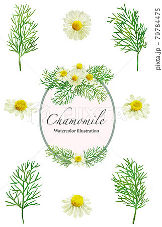 カモミールの花の水彩画イラストのイラスト素材