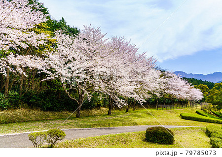 百花台公園の桜　【長崎県雲仙市】 79785073