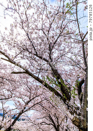 百花台公園の桜 【長崎県雲仙市】 百花台公園の桜 【長崎県雲仙市】 79785126