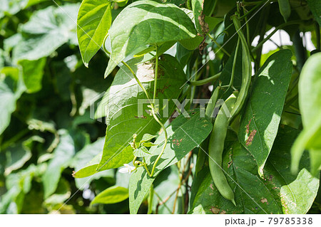 モロッコインゲンの花と実 79785338